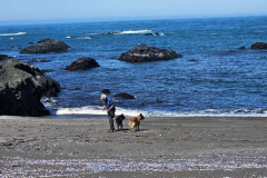 20250402-MacKerricher-SP-Fort-Bragg-4 20250402-MacKerricher-SP-Fort-Bragg-4