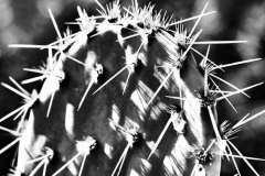 P1250963-sw