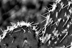 P1250964-sw