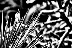 P1250966-sw